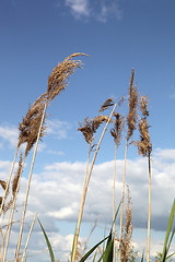 Image showing reed