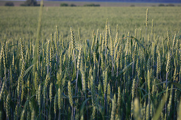 Image showing wheat