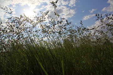 Image showing large green grass