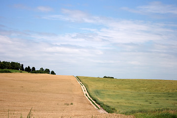 Image showing Wheaten field