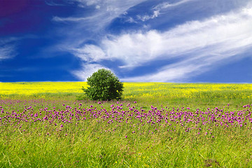 Image showing rape field