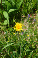 Image showing Dandelion