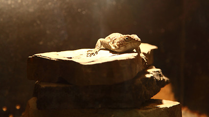 Image showing  lizard