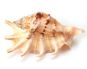 Image showing Sea shell 