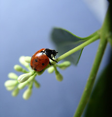 Image showing ladybird