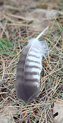 Image showing feather