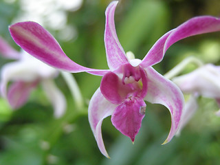 Image showing orchid