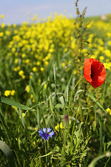 Image showing Poppy flower