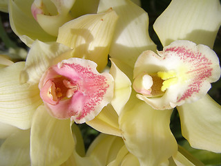 Image showing orchid