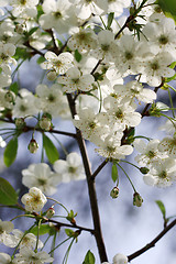 Image showing Cherry flower