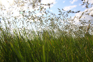 Image showing large green grass