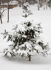 Image showing After snowstorm.