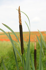 Image showing reed