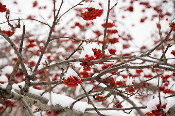 Image showing Ashberry under snow