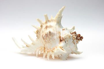 Image showing  sea shell