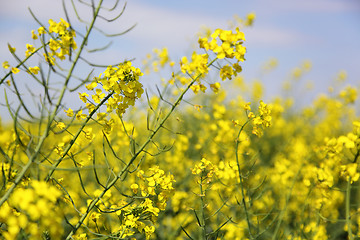 Image showing rape field