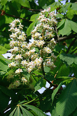 Image showing Chestnut flowers