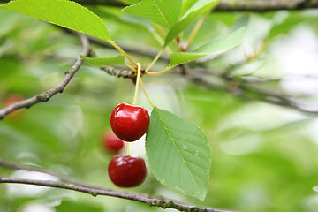 Image showing cherries