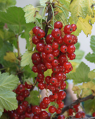 Image showing Red currant