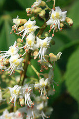 Image showing Chestnut flowers