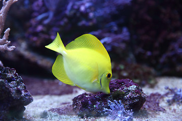 Image showing yellow fish