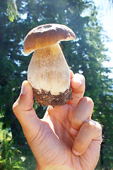 Image showing mushroom