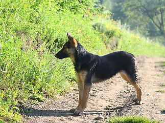 Image showing little Shepherd