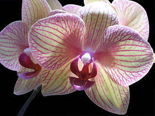 Image showing Orchid