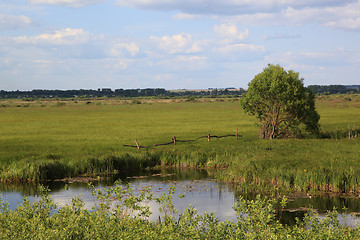 Image showing Tree 