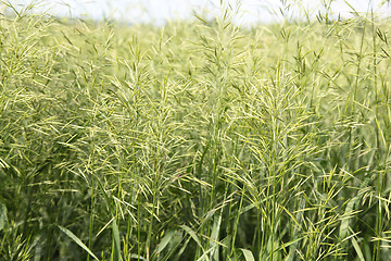 Image showing large green grass