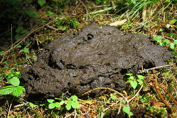 Image showing cow feces 