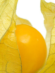 Image showing Physalis