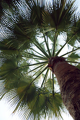 Image showing Palm 