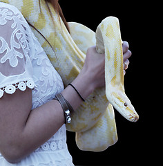 Image showing  yellow python 