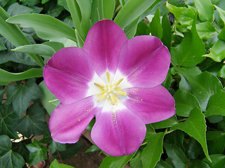 Image showing purple flower