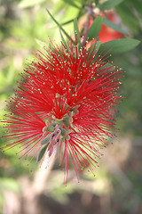 Image showing red  flower