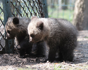 Image showing Bear