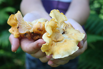 Image showing chanterelle mushroom