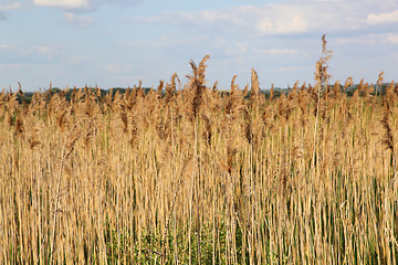 Image showing reed