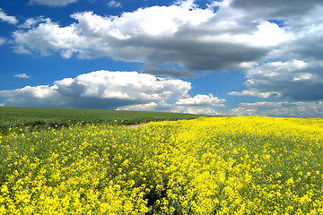 Image showing rape field