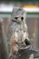 Image showing Suricata