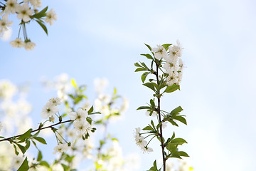 Image showing Flower