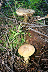 Image showing white fungus