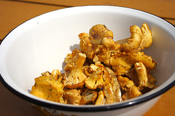 Image showing chanterelle mushroom