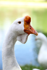 Image showing Goose 