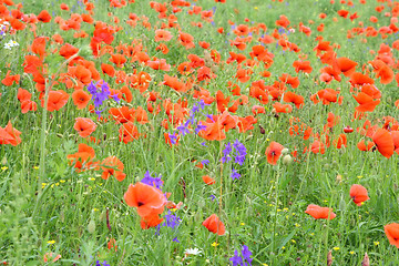 Image showing red poppies