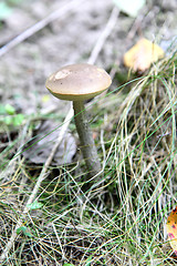 Image showing Mushrooms