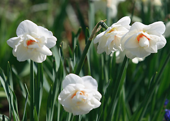 Image showing Daffodil Flower
