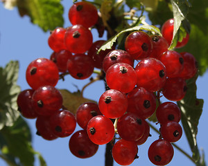 Image showing Red currant