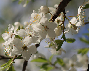 Image showing cherry blossoms